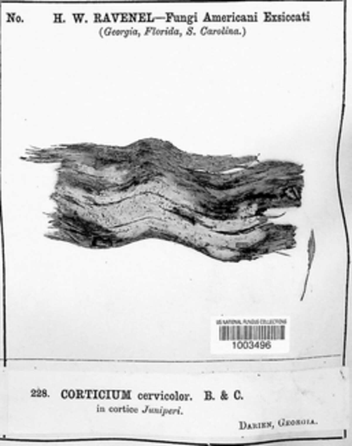 Asterostroma cervicolor image